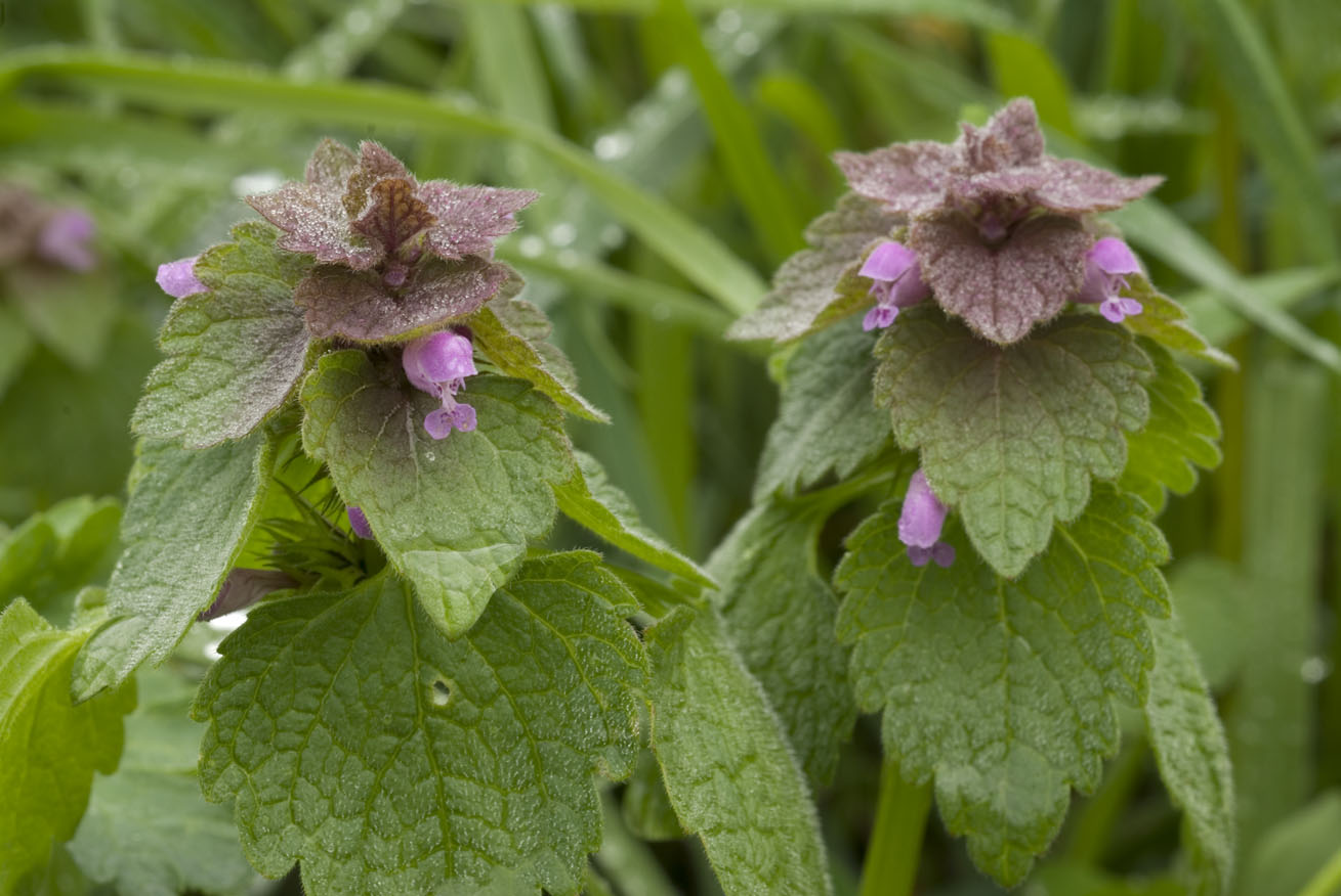 Lamium purpureum / Falsa ortica purpurea